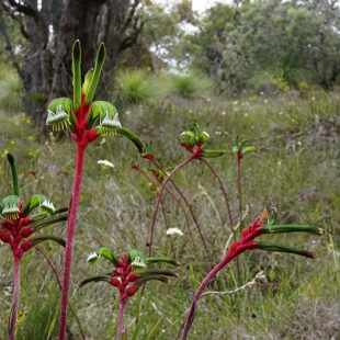 Anigozanthus manglesii